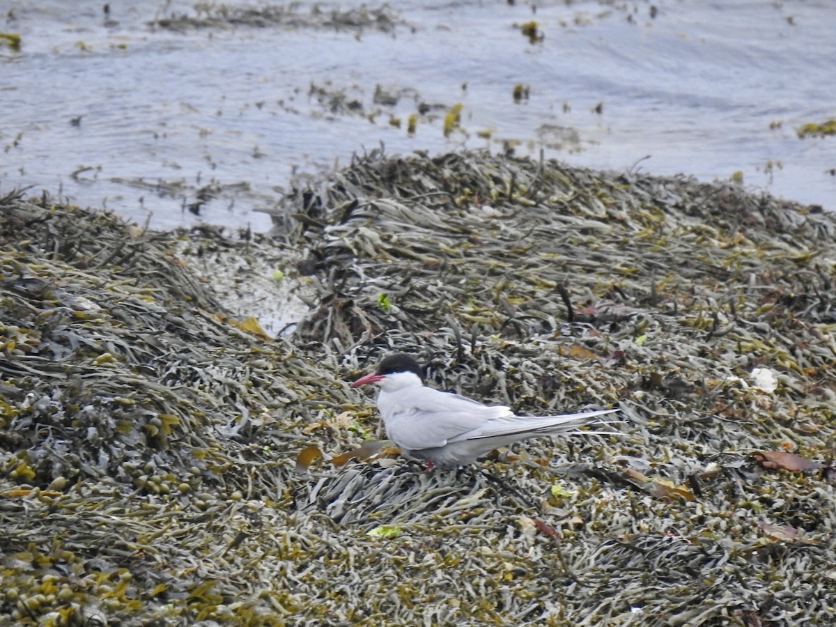 Arctic Tern - ML620348286