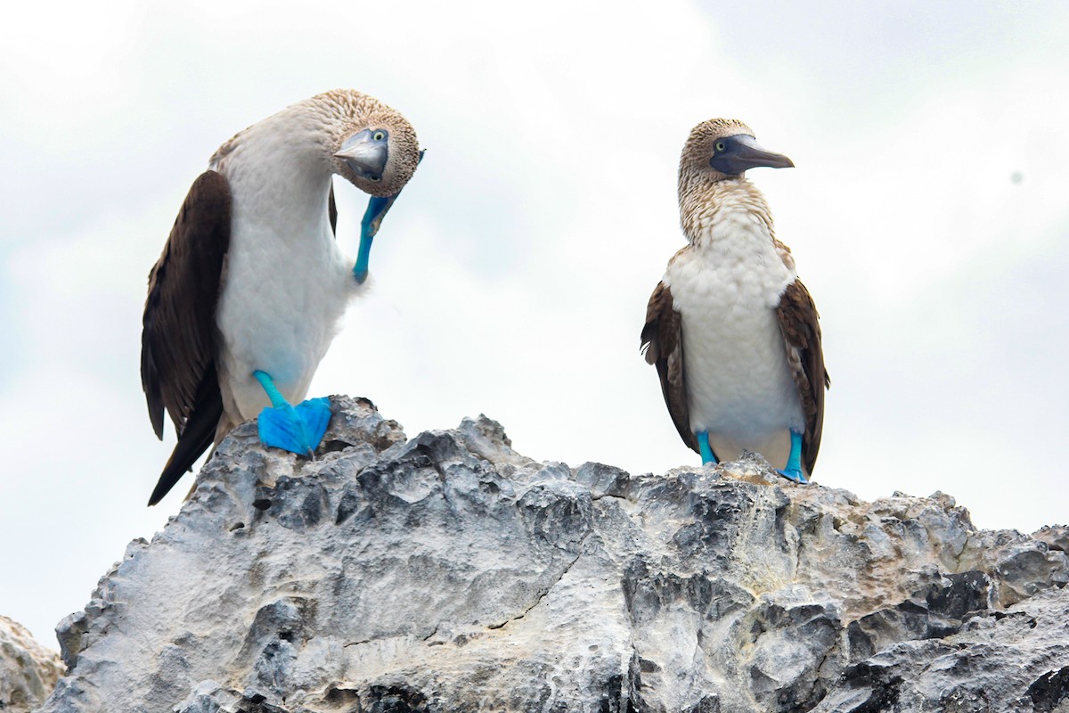 Blue-footed Booby - ML620348295