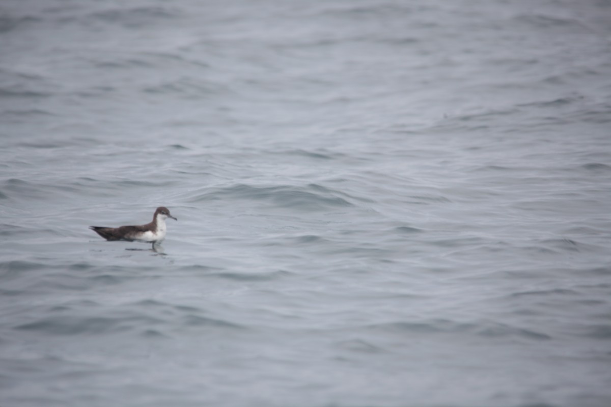 Galapagos Shearwater - Alex Boas