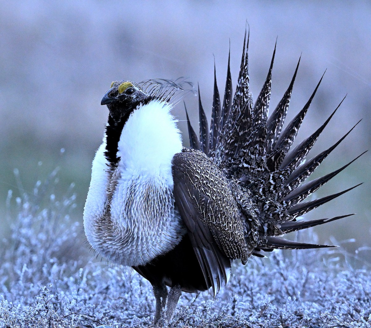 Greater Sage-Grouse - ML620348307