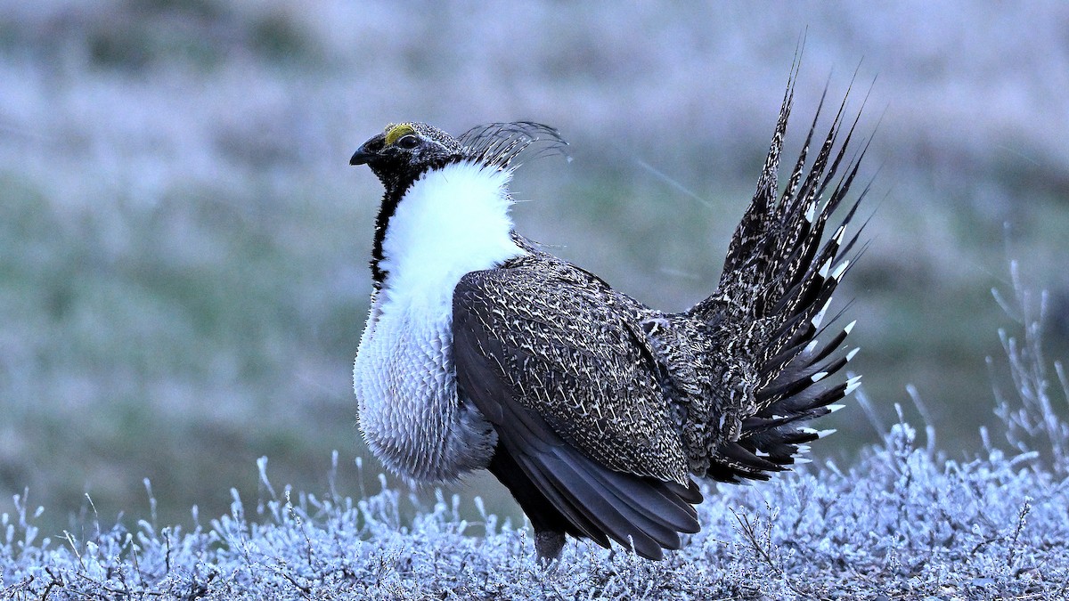 Greater Sage-Grouse - ML620348308