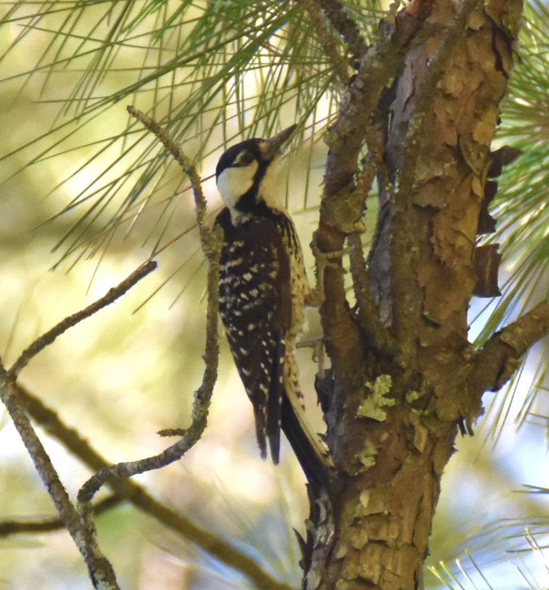 Red-cockaded Woodpecker - ML620348311