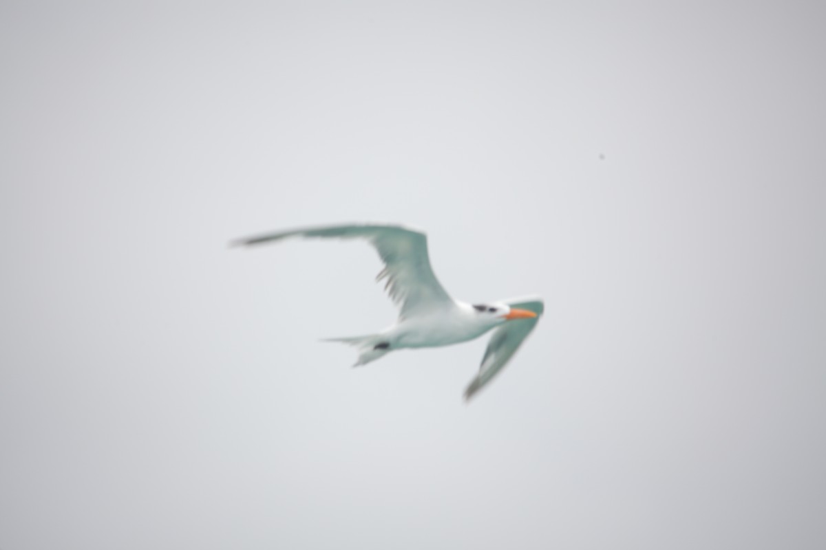 Royal Tern - ML620348313