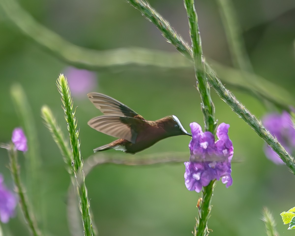 Colibrí Coroniblanco - ML620348315