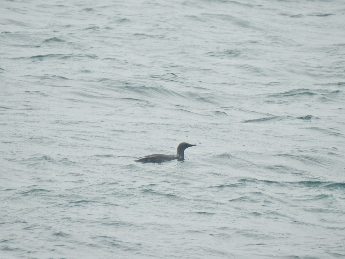 Red-throated Loon - ML620348317