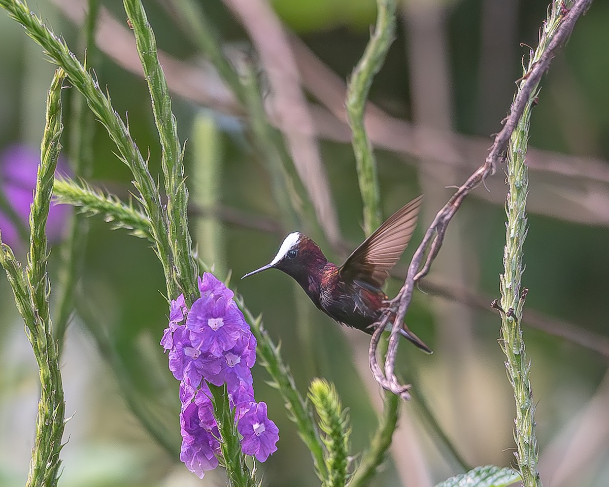 kolibřík běločelý - ML620348330