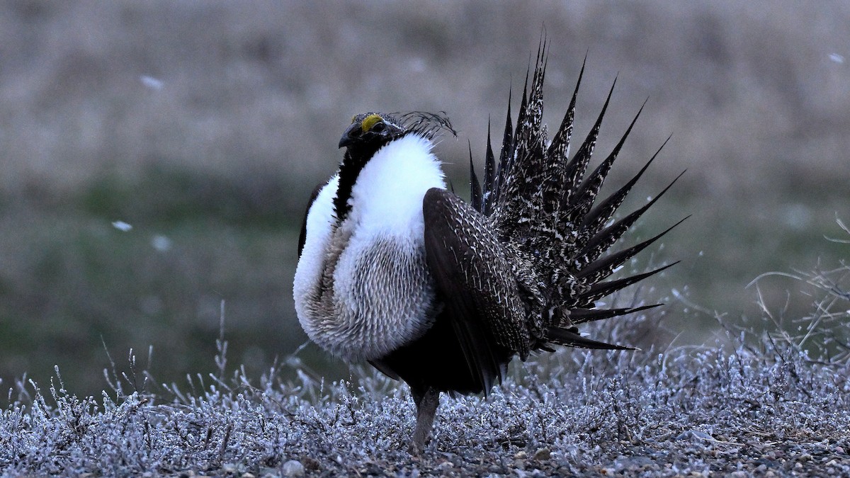 Greater Sage-Grouse - ML620348331