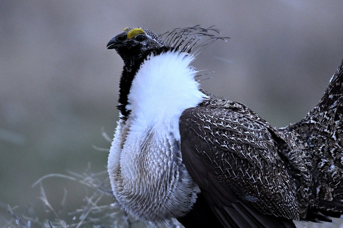 Greater Sage-Grouse - ML620348335