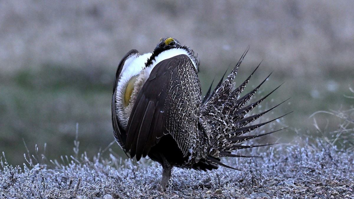 Greater Sage-Grouse - ML620348338