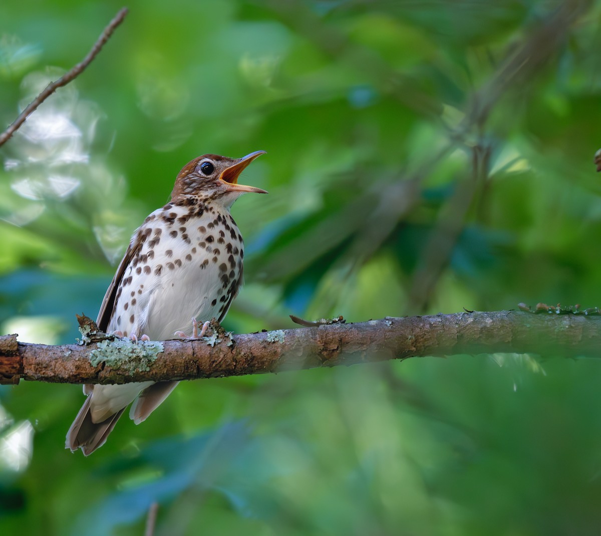 Wood Thrush - ML620348345