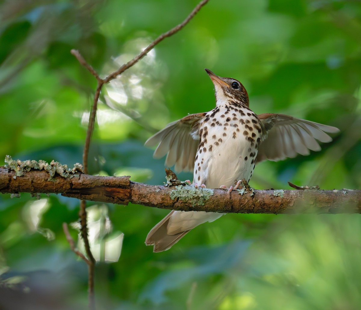 Wood Thrush - ML620348346