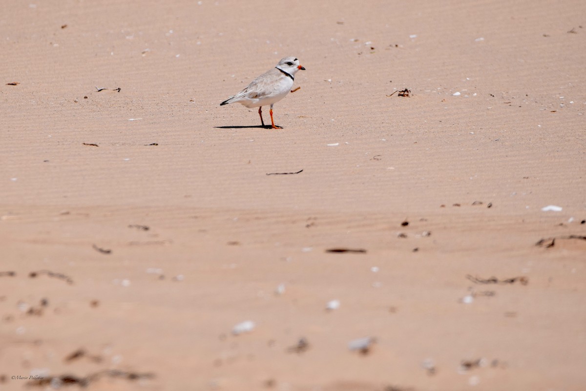 Piping Plover - ML620348348