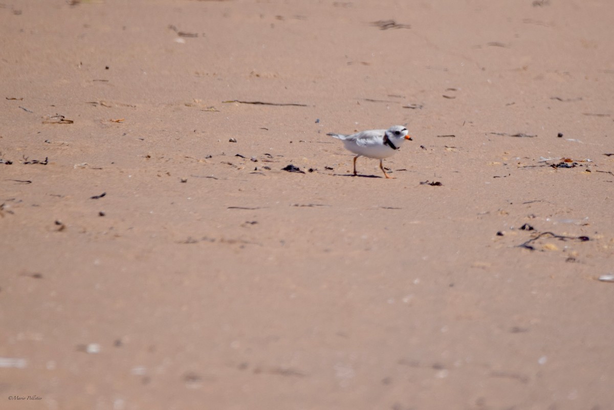 Piping Plover - ML620348349