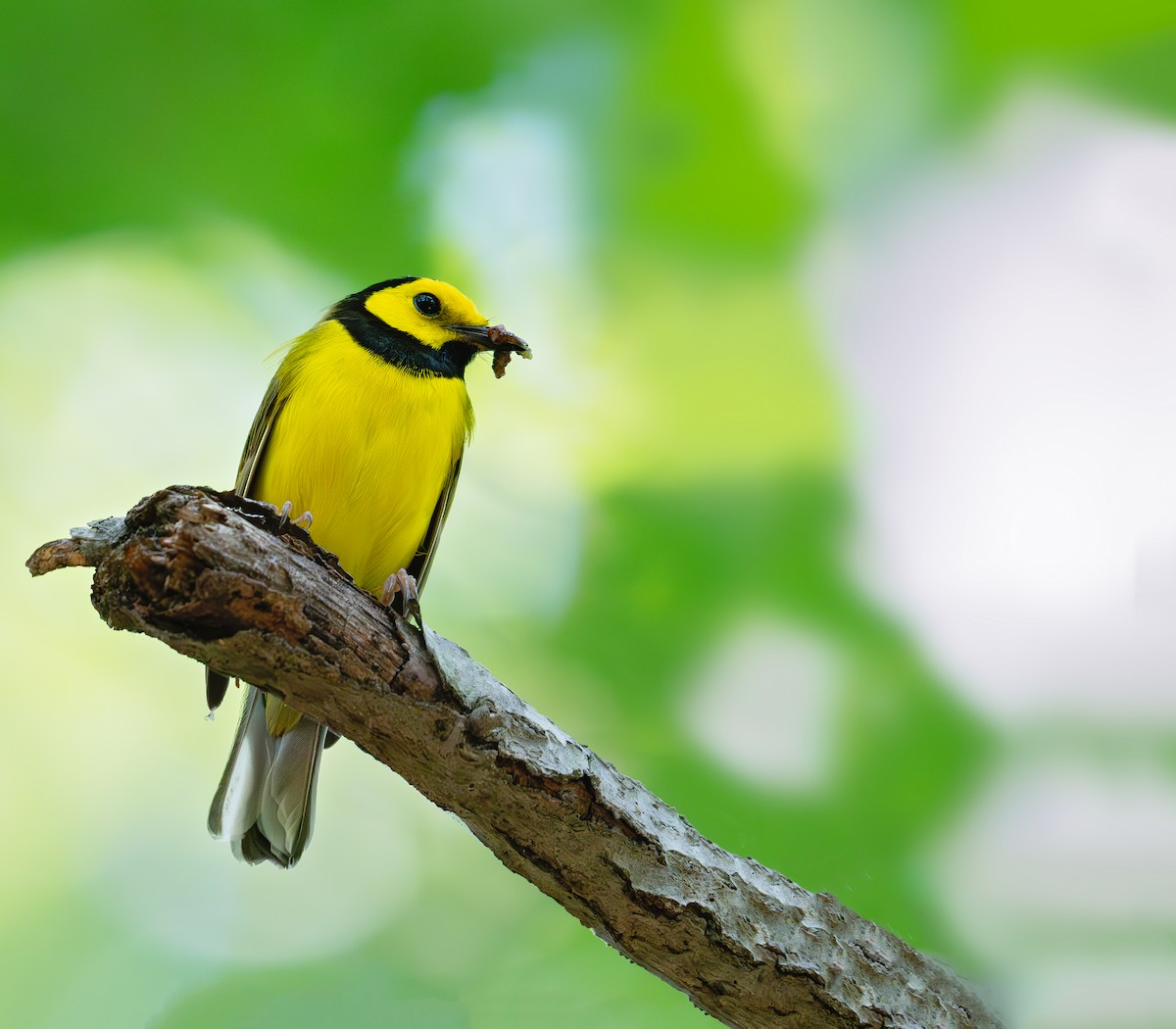 Hooded Warbler - ML620348351