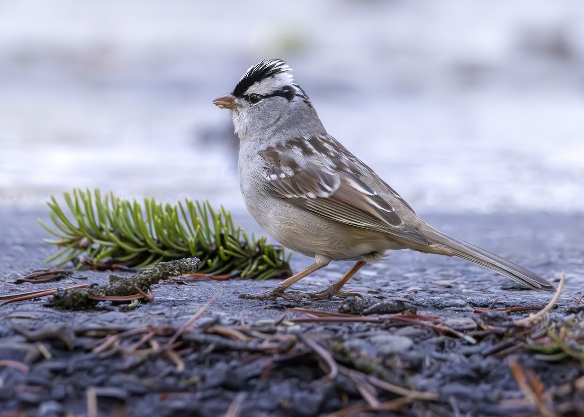 White-crowned Sparrow - ML620348352