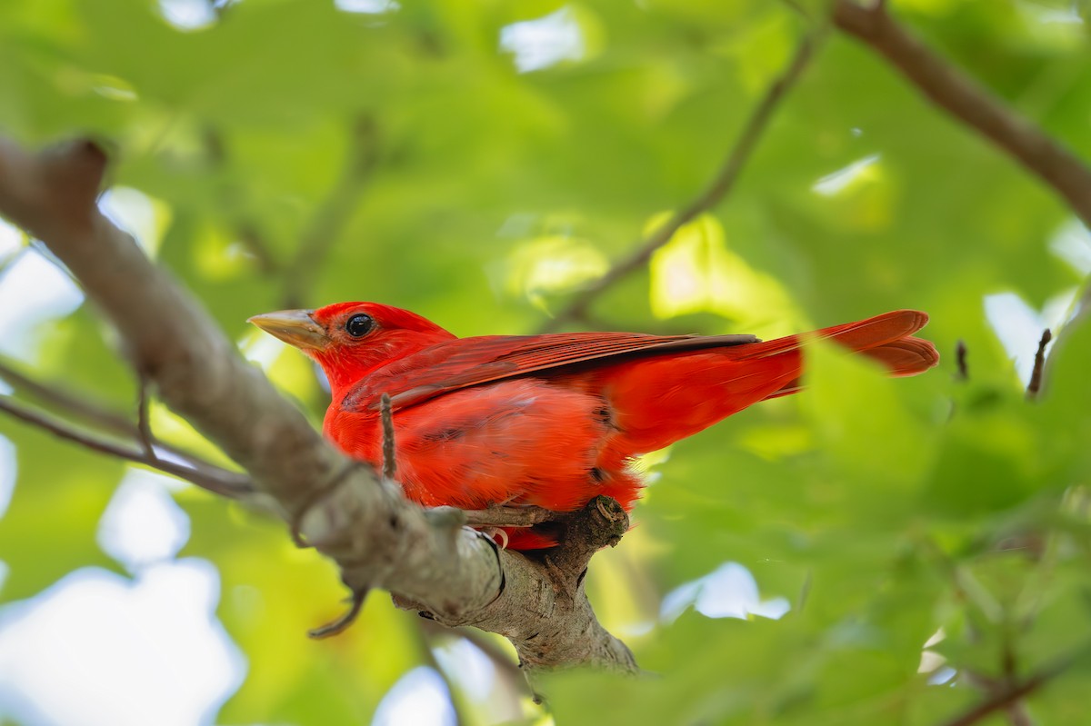 Summer Tanager - ML620348358