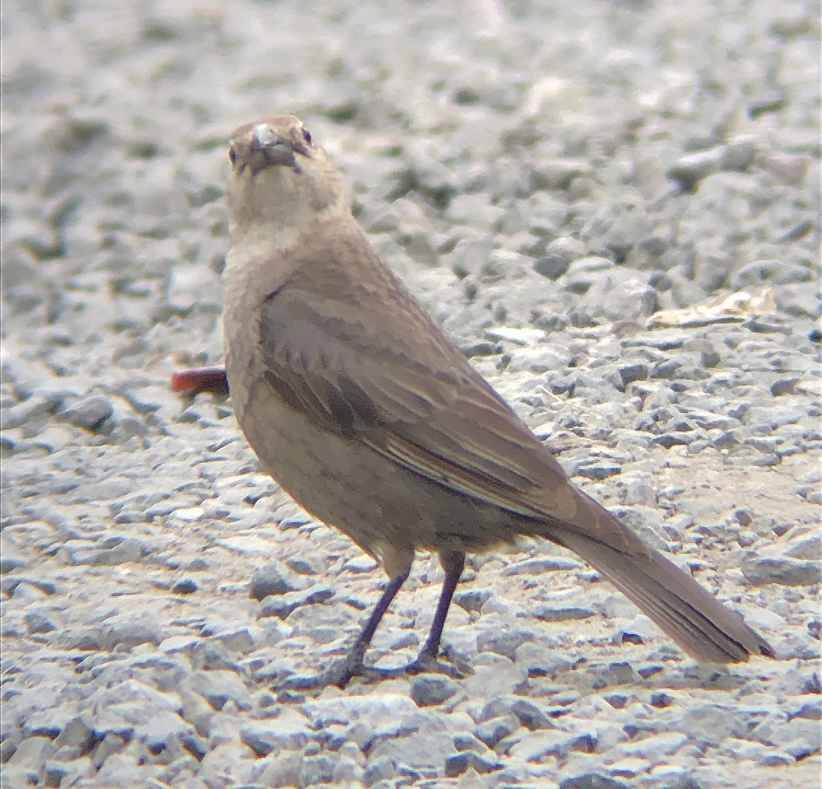 Brown-headed Cowbird - ML620348392