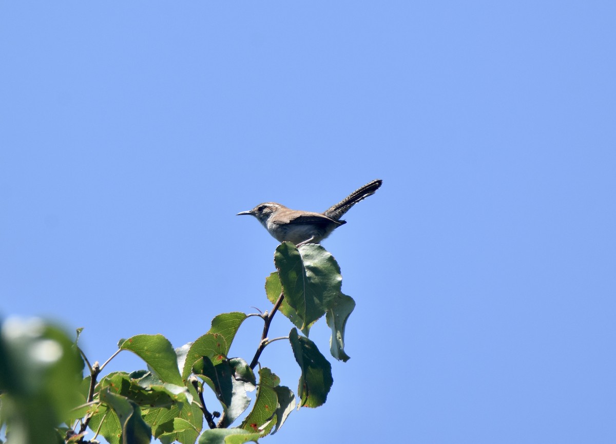 Bewick's Wren - ML620348408