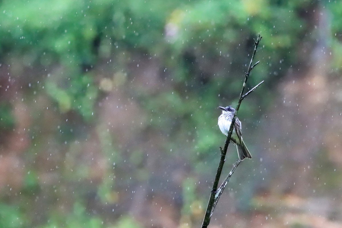 Gray Kingbird - ML620348414