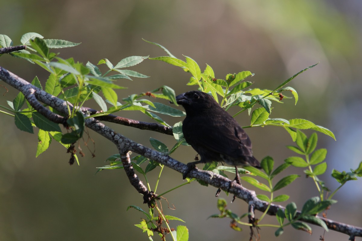 Common Cactus-Finch - ML620348440