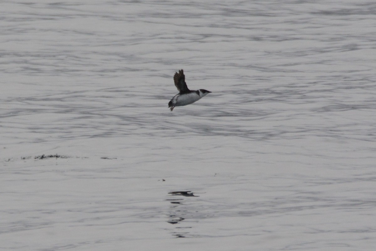 Marbled Murrelet - ML620348447