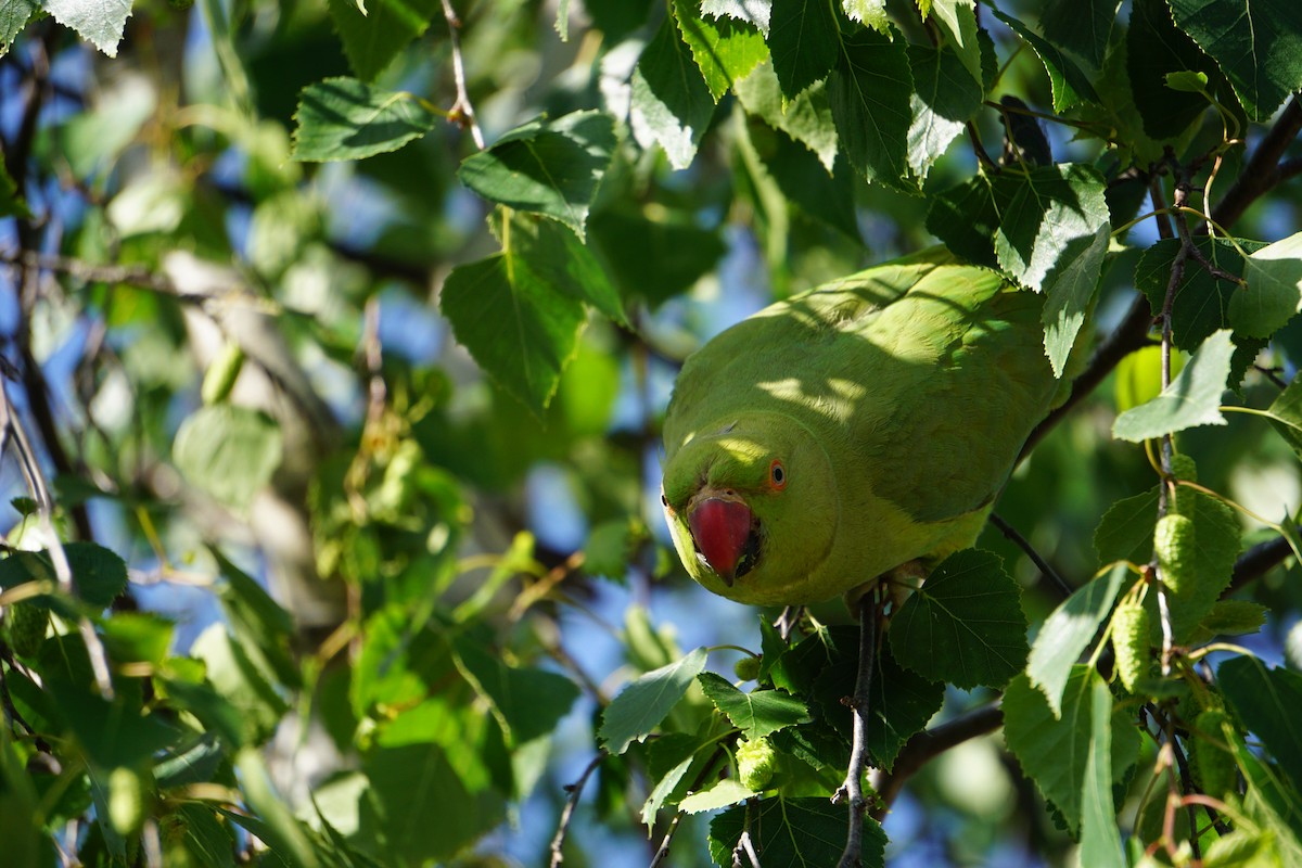 Rose-ringed Parakeet - ML620348459