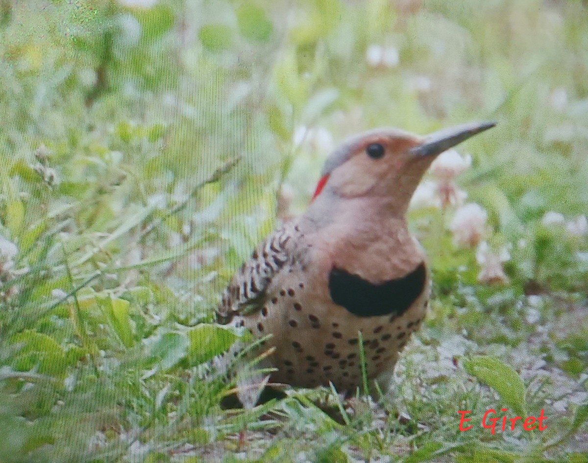 Northern Flicker - Éric giret