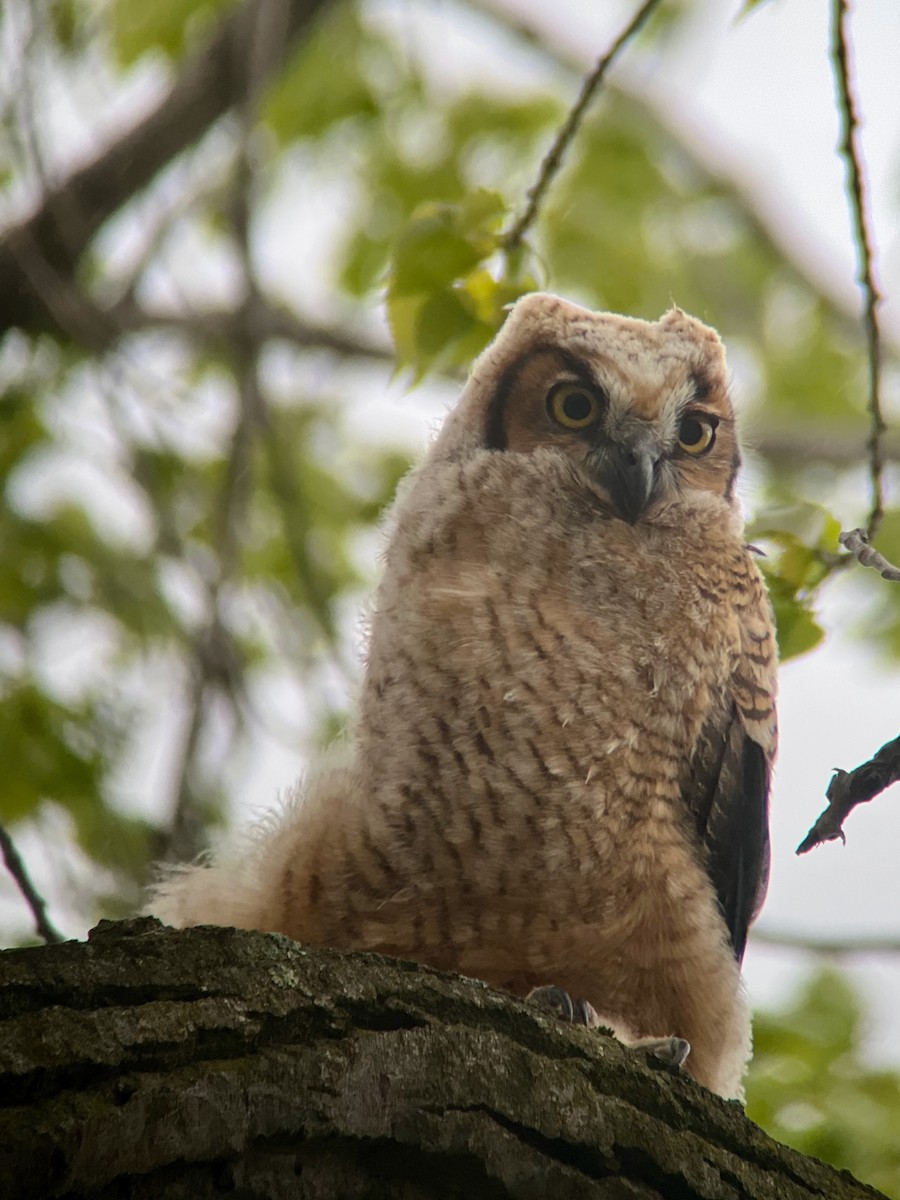 Great Horned Owl - ML620348470