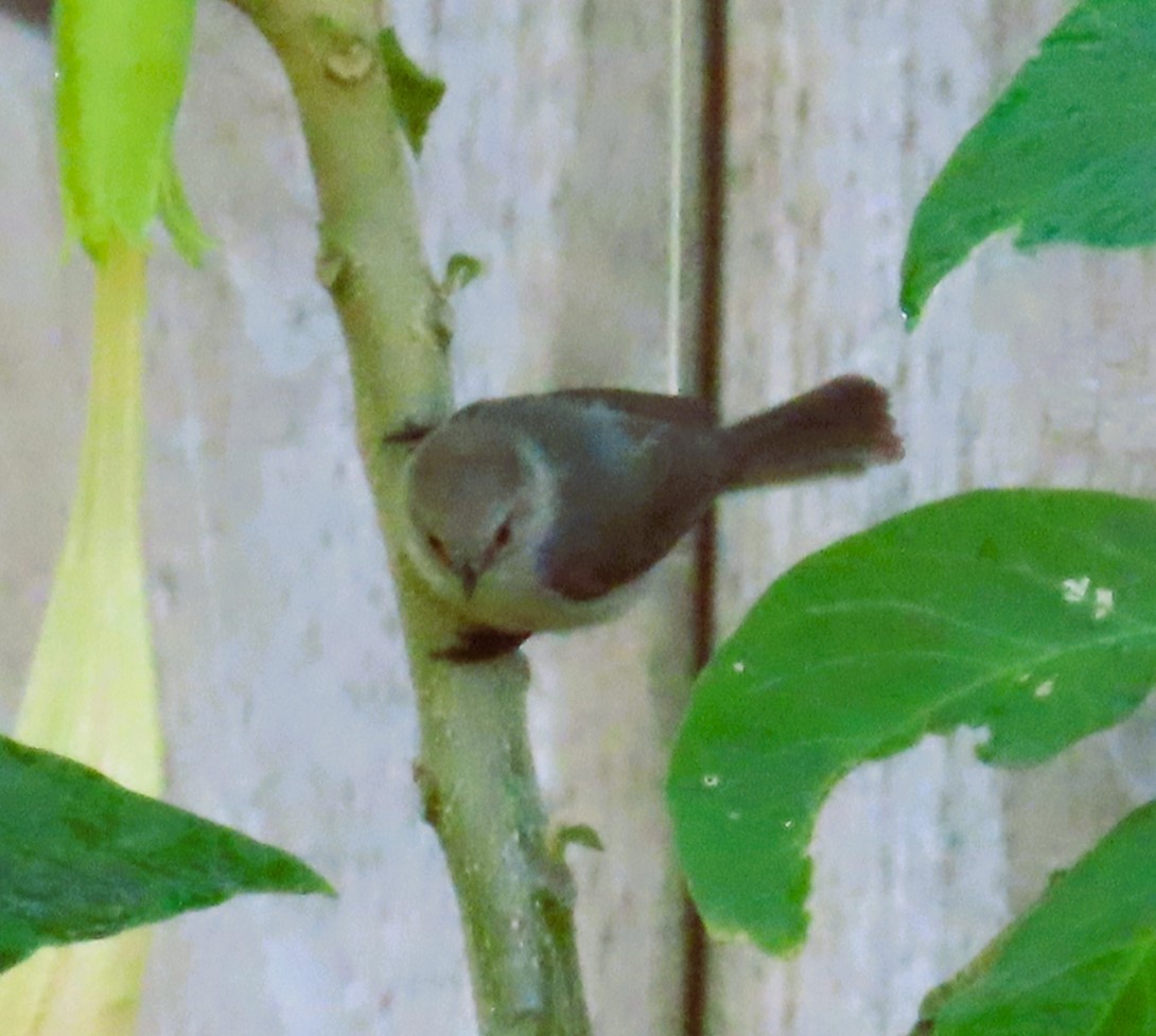 Bushtit (Pacific) - ML620348481