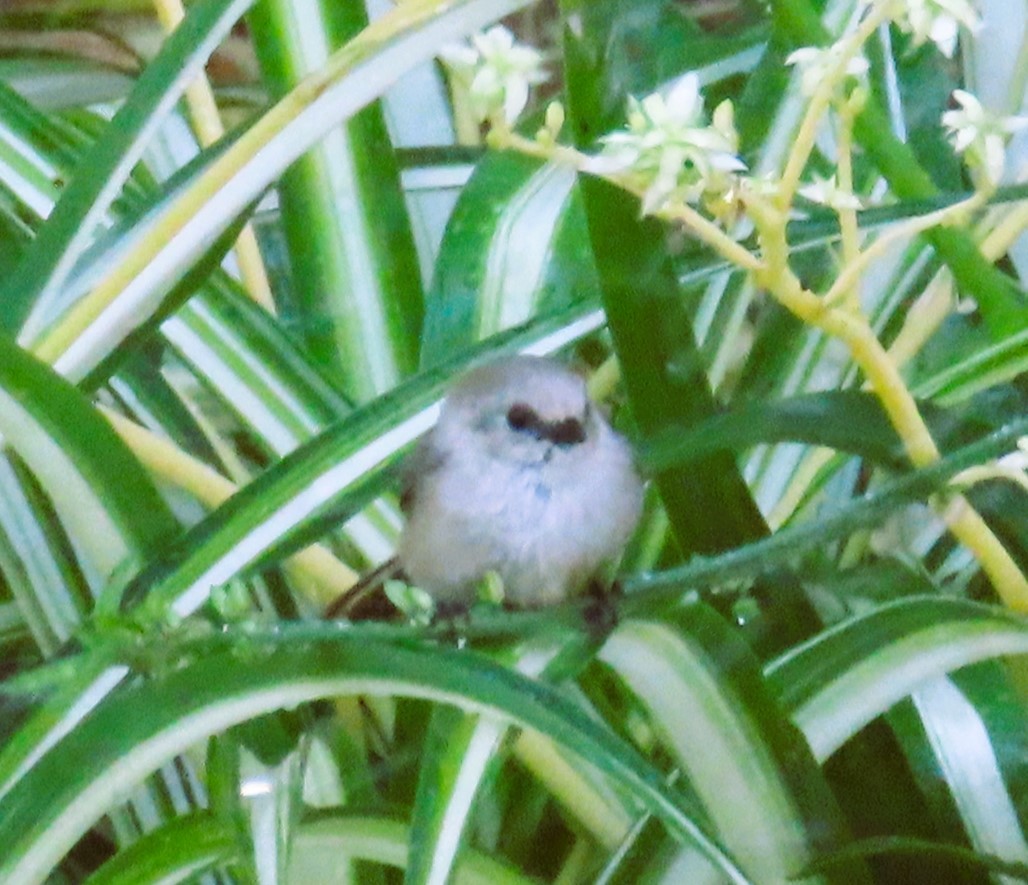 Bushtit (Pacific) - ML620348482