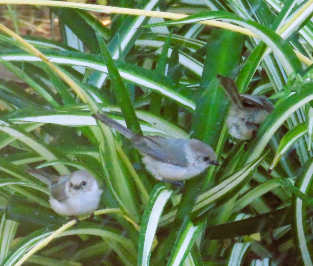 Bushtit (Pacific) - ML620348484