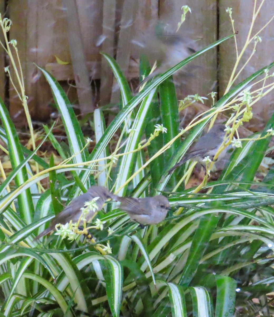 Bushtit (Pacific) - ML620348485