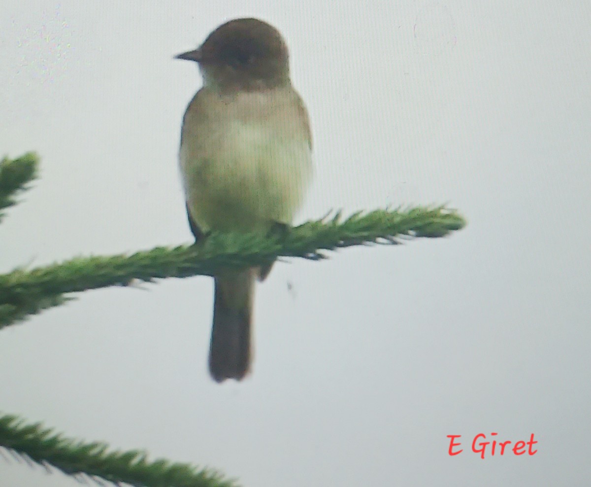 Willow Flycatcher - ML620348489