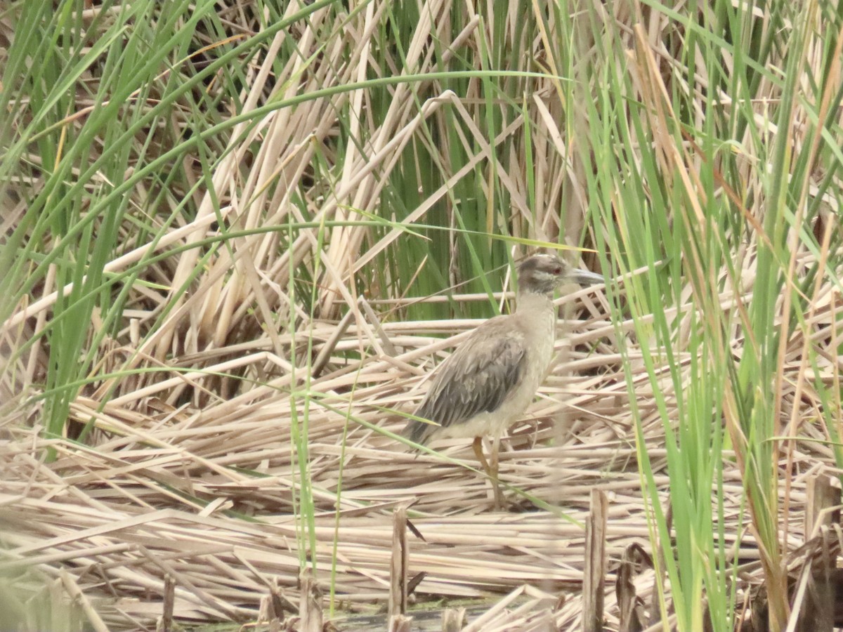 Yellow-crowned Night Heron - ML620348493