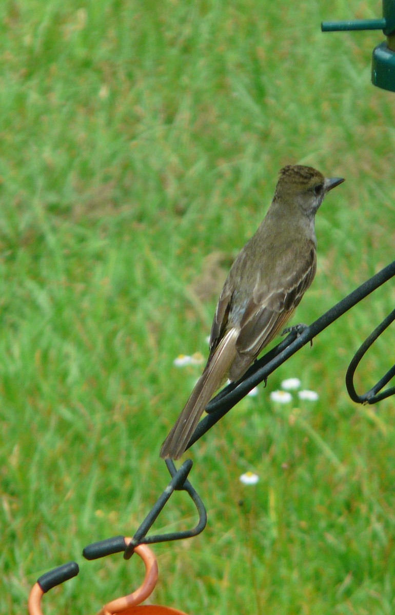 Great Crested Flycatcher - ML620348503