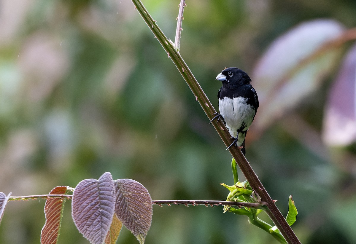 Black-and-white Seedeater - ML620348508