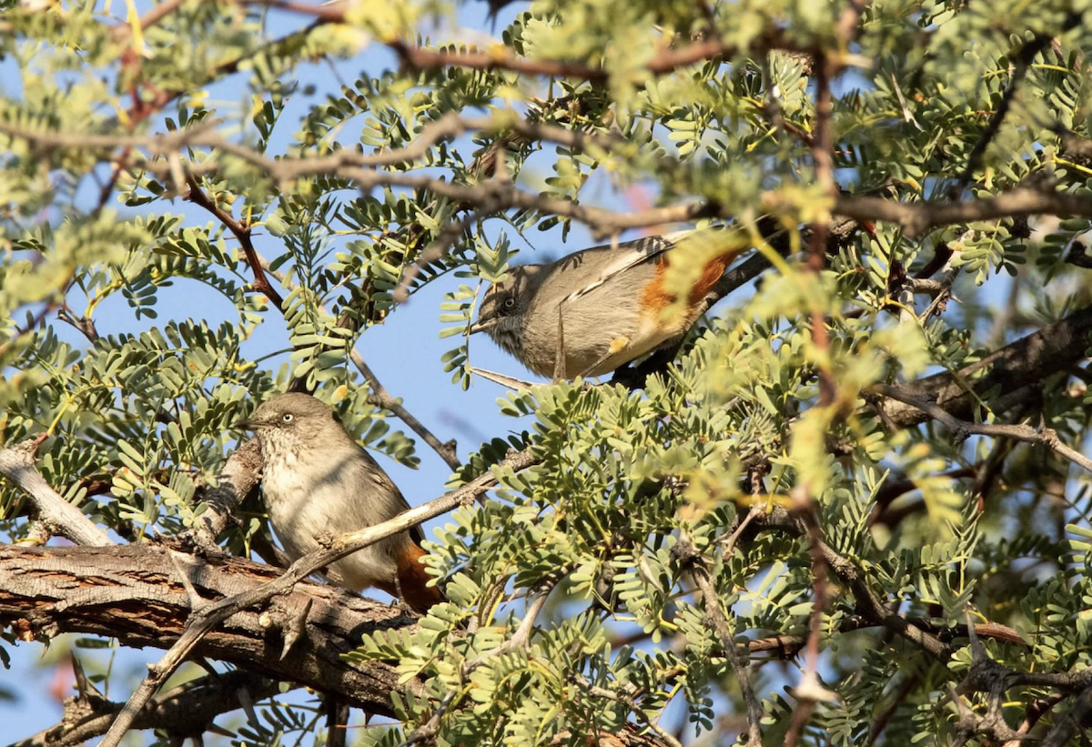 Chestnut-vented Warbler - ML620348526