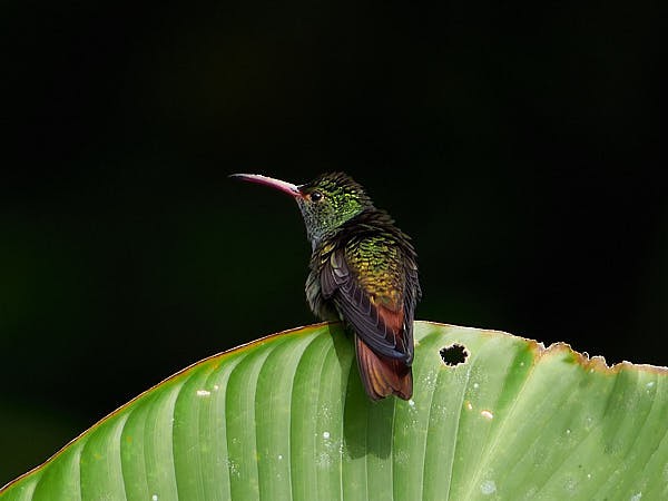 Rufous-tailed Hummingbird - ML620348533