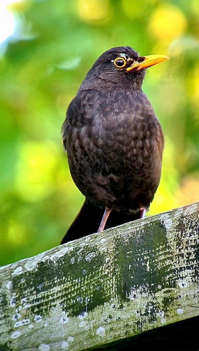 Eurasian Blackbird - ML620348539