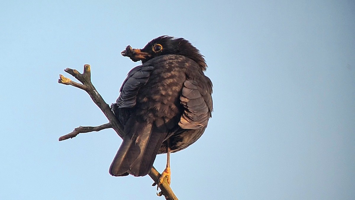 Eurasian Blackbird - ML620348543