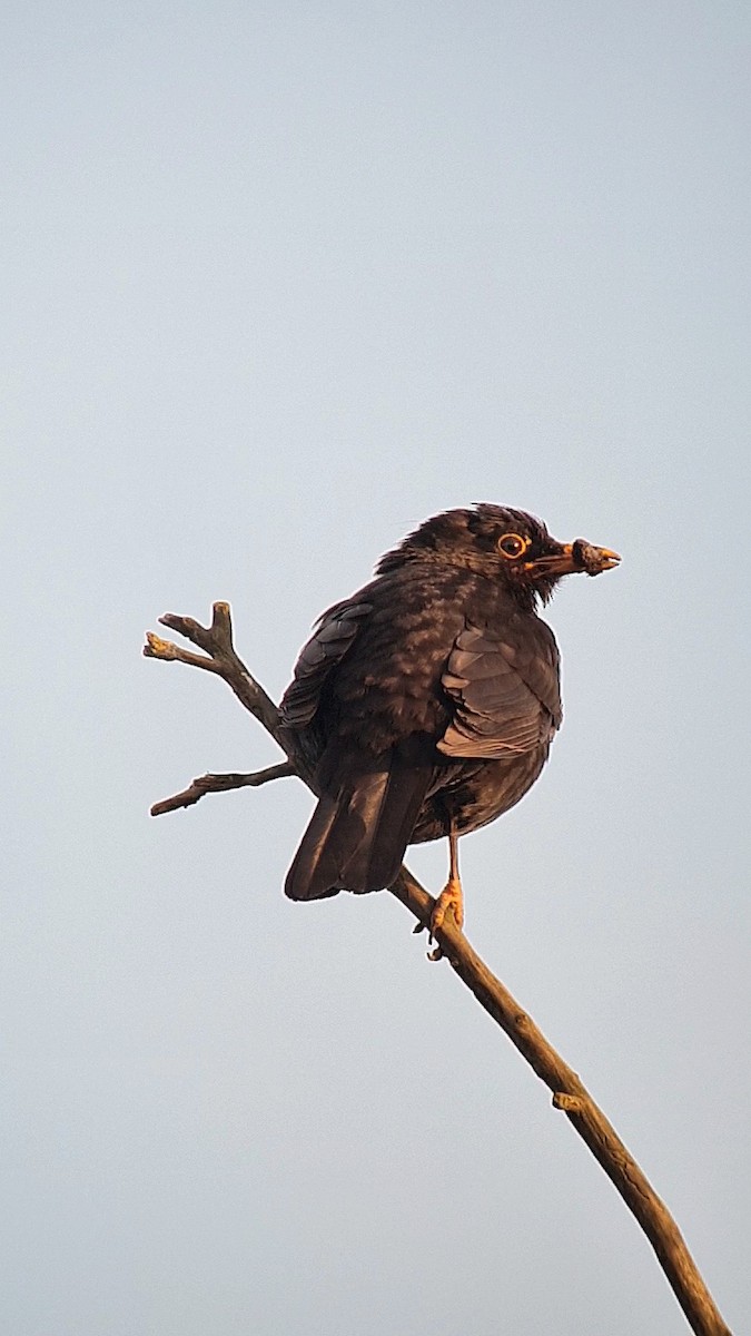 Eurasian Blackbird - ML620348544