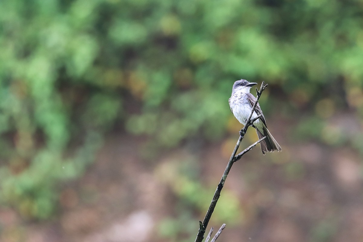 Gray Kingbird - ML620348550