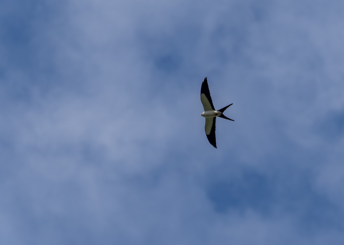 Swallow-tailed Kite - ML620348555