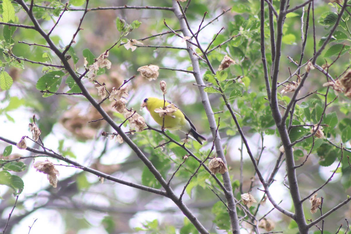 American Goldfinch - ML620348561