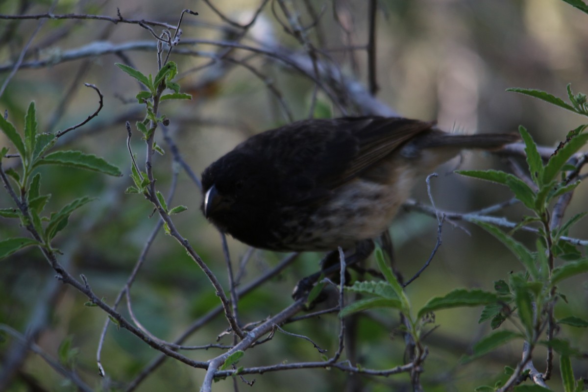 Vegetarian Finch - ML620348571