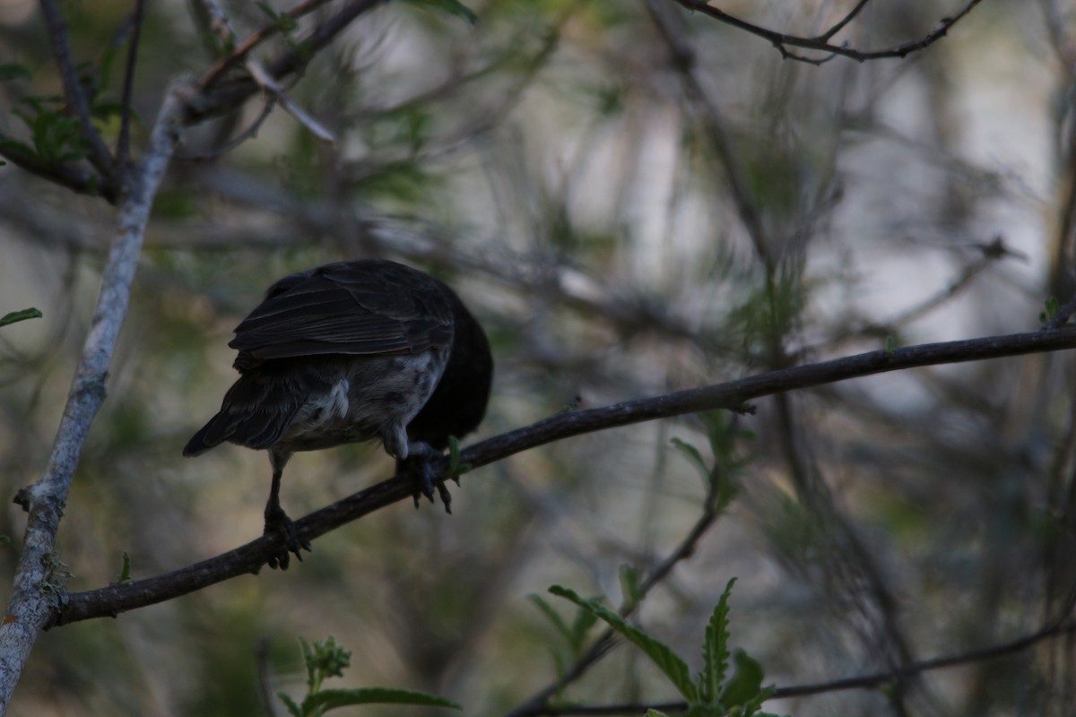 Vegetarian Finch - ML620348574