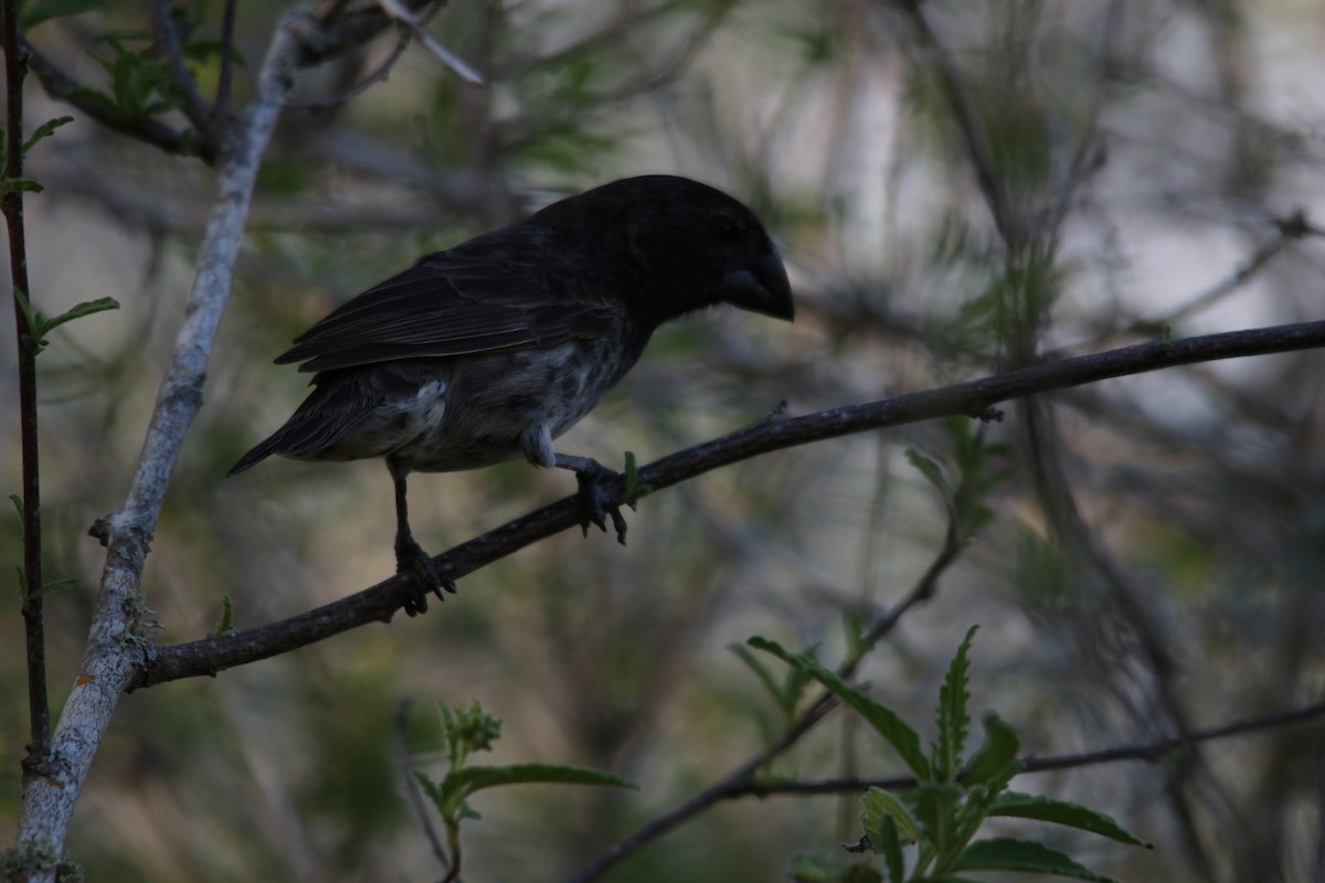 Vegetarian Finch - ML620348575