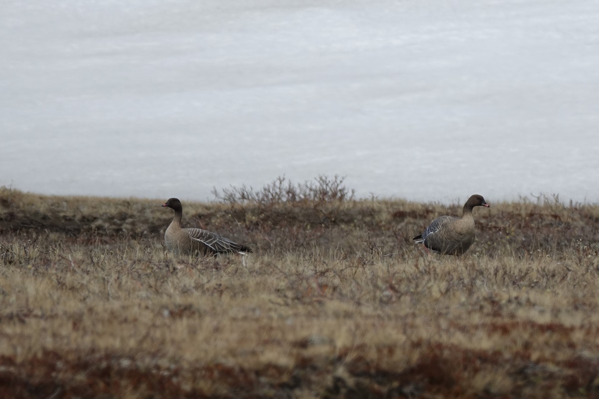 Pink-footed Goose - ML620348619