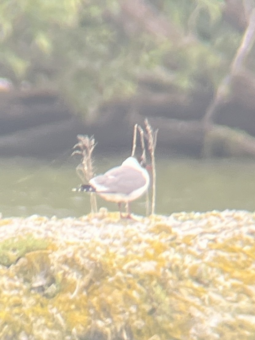 Franklin's Gull - ML620348623