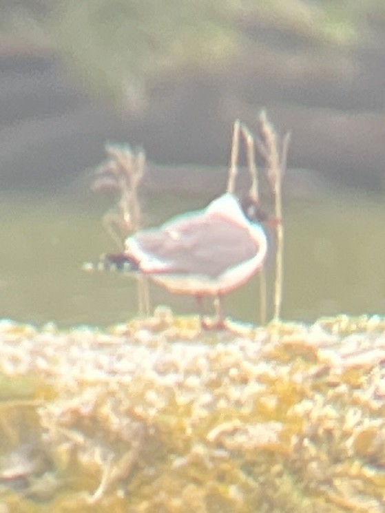 Franklin's Gull - ML620348624